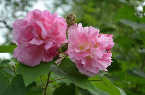 芙蓉種植方法